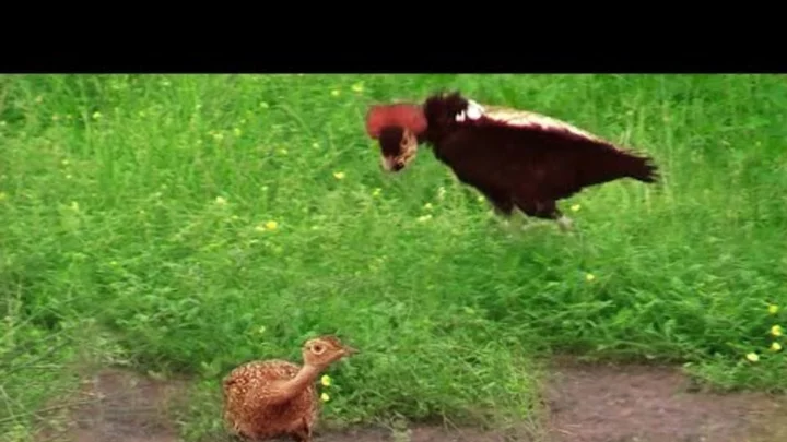 Female Bird Unimpressed by Male’s Overzealous Tap Dance