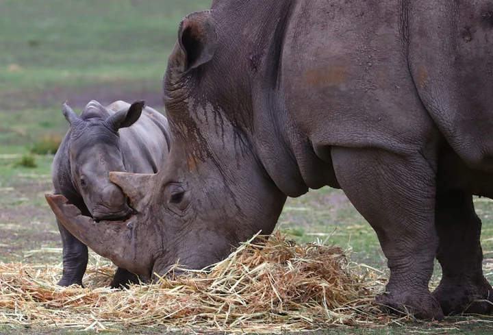 Despite Protections, Rhinos Are Being Hunted for Their Horns: Big Take Podcast