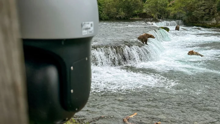 'Bear cam' viewers save stranded hiker in Alaska