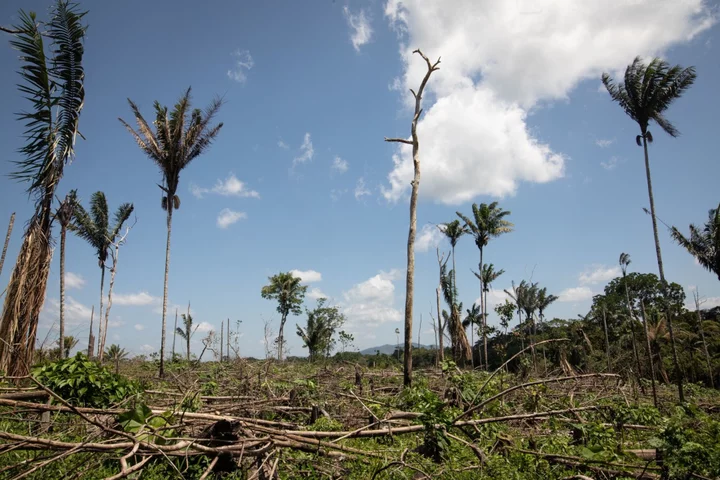 Companies Get Renewed Pressure to Disclose Nature-Related Risks