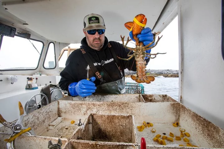 North American lobster industry confronts 'ropeless' traps after whale entanglements