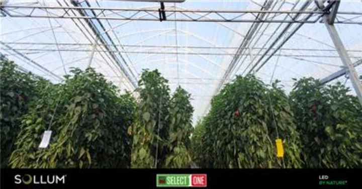 AMCO Produce Chooses Sollum Technologies Dynamic LED Grow Lights