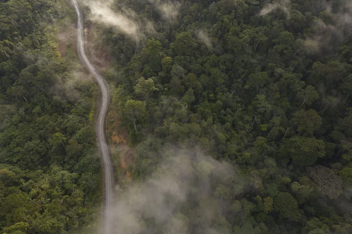 Gabon’s Post-Coup Government Keeps Focus on Forest Preservation